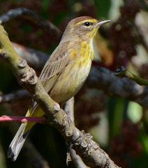 Setophaga palmarum palmarum