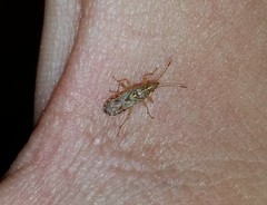 Belonochilus numenius