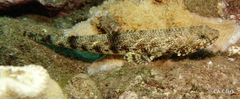 Synodontidae
