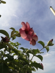 Allamanda blanchetii