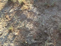 Talinum polygaloides