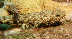 Synodontidae