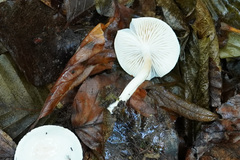 Cystolepiota seminuda