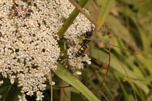 Slender Bodied Digger Wasp