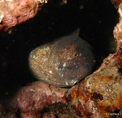 Gymnothorax flavimarginatus