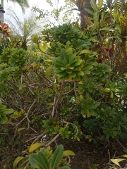 Crescentia cujete