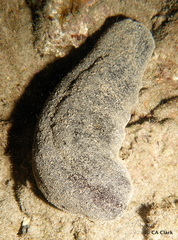 Holothuria whitmaei