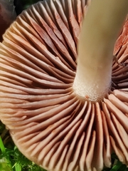 Entoloma