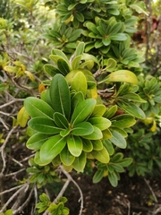 Crescentia cujete