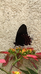 Image of Papilio erostratus