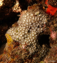 Zoantharia