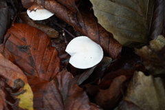Cystolepiota seminuda