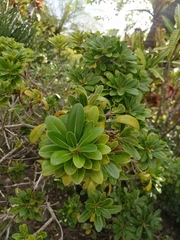 Crescentia cujete