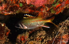 Neoniphon sammara