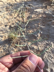 Talinum polygaloides