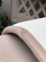 Philodromus dispar