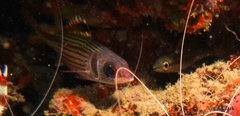 Neoniphon sammara