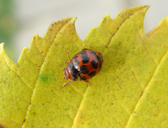 Subcoccinella vigintiquatuorpunctata