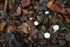 Cystolepiota seminuda