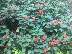 Salvia splendens