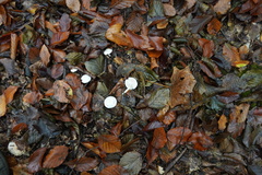 Cystolepiota seminuda