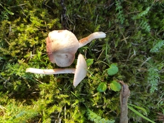 Entoloma