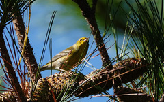 Setophaga pinus