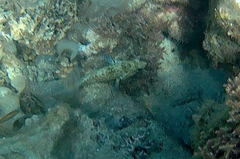 Epinephelus