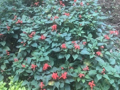 Salvia splendens
