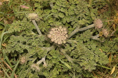 Daucus carota gummifer