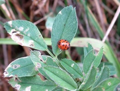 Subcoccinella vigintiquatuorpunctata