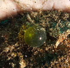 Ulvophyceae