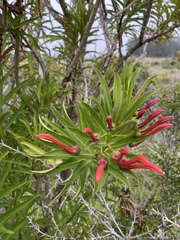 Lobelia excelsa