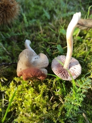 Entoloma