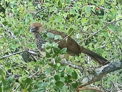 Ortalis araucuan