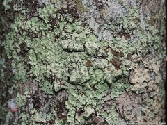 Pseudoparmelia uleana