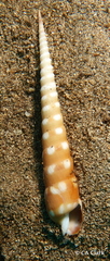 Terebra guttata