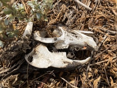 Lagomorpha