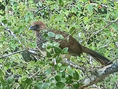 Ortalis araucuan