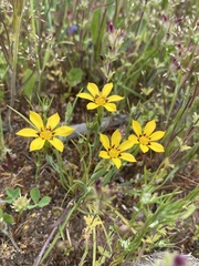 Sisyrinchium graminifolium