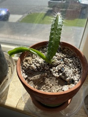 Selenicereus costaricensis