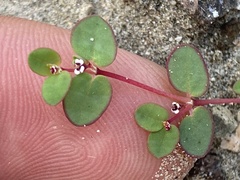 Euphorbia vizcainensis