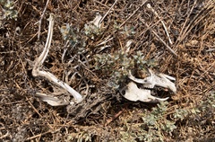 Lagomorpha