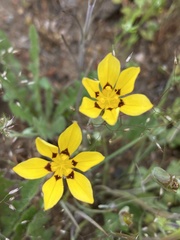 Sisyrinchium graminifolium