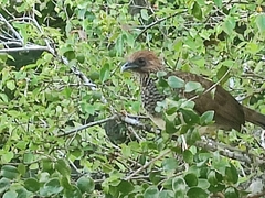 Ortalis araucuan