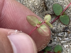 Euphorbia vizcainensis