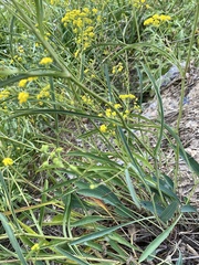 Bupleurum falcatum