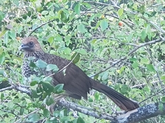 Ortalis araucuan