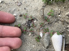 Euphorbia vizcainensis