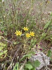 Sisyrinchium graminifolium